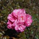 Rosa Knirps 2018-07-16 6252