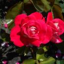 Rosa Piccadilly 2018-07-16 6535