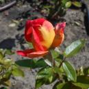 Rosa Piccadilly 2018-07-16 6598