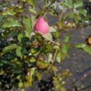 Rosa Sommerwind 2018-07-15 6132