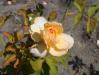Rosa Apricot Nectar 2018-07-16 6736