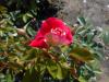Rosa Piccadilly 2018-07-16 6533