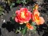 Rosa Piccadilly 2018-07-16 6527