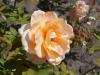 Rosa Apricot Nectar 2018-07-16 6739