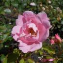 Rosa Sommerwind 2018-07-15 6126