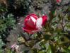 Rosa Piccadilly 2018-07-16 6531
